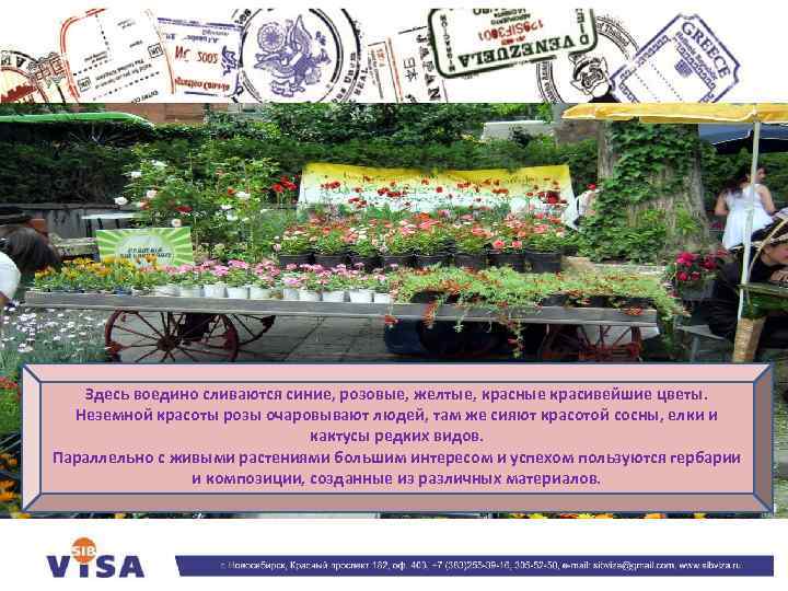 Здесь воедино сливаются синие, розовые, желтые, красные красивейшие цветы. Неземной красоты розы очаровывают людей,