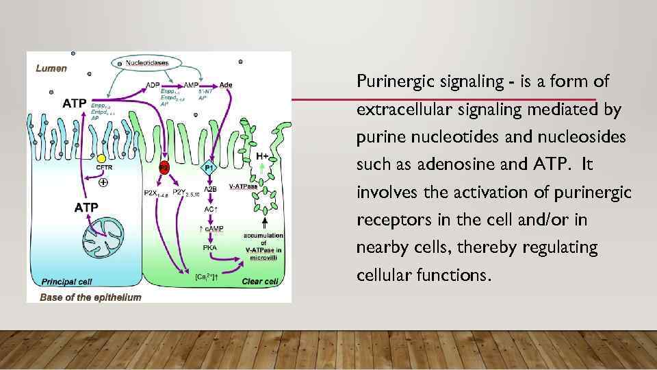 Purinergic signaling - is a form of extracellular signaling mediated by purine nucleotides and
