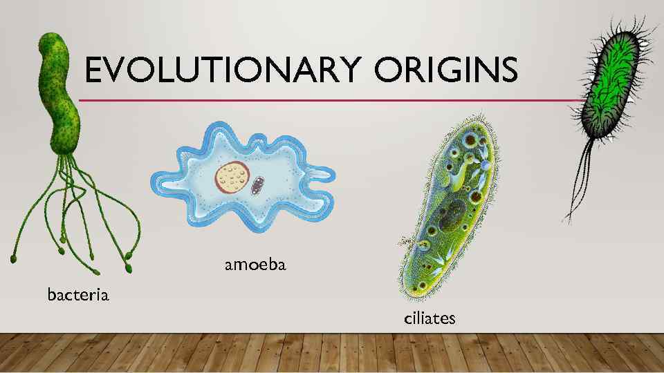 EVOLUTIONARY ORIGINS amoeba bacteria ciliates 