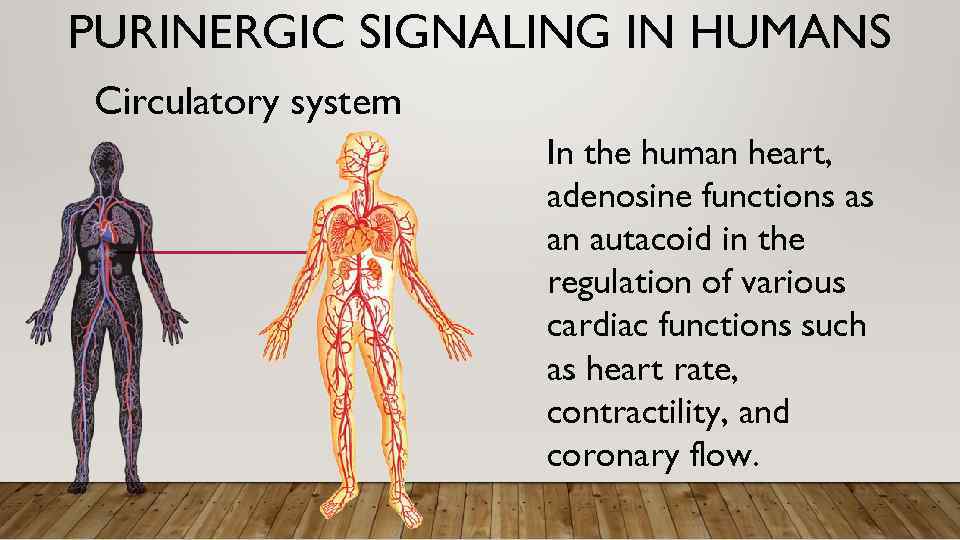 PURINERGIC SIGNALING IN HUMANS Circulatory system In the human heart, adenosine functions as an