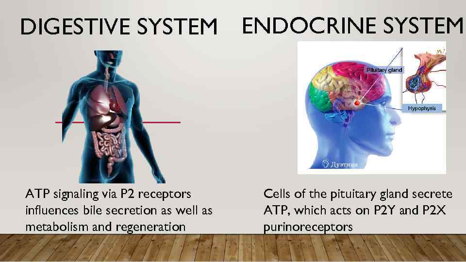 DIGESTIVE SYSTEM ENDOCRINE SYSTEM ATP signaling via P 2 receptors influences bile secretion as