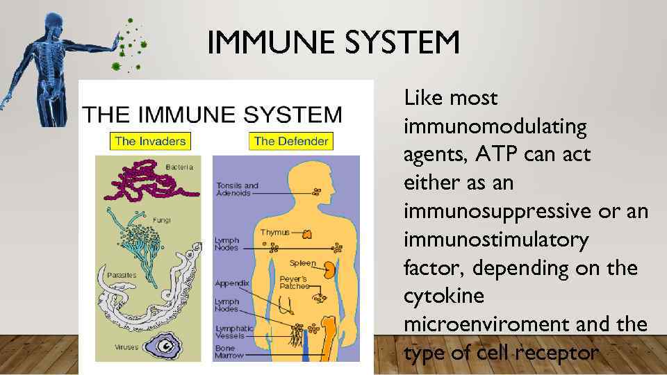 IMMUNE SYSTEM Like most immunomodulating agents, ATP can act either as an immunosuppressive or