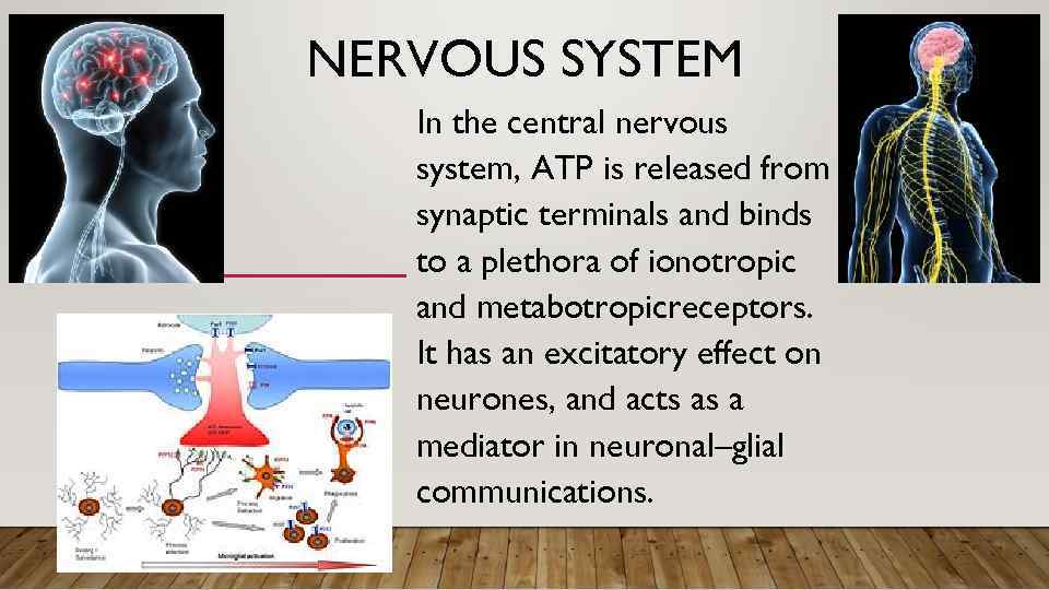 NERVOUS SYSTEM In the central nervous system, ATP is released from synaptic terminals and