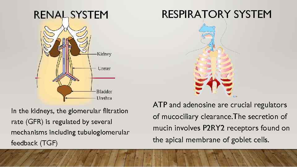 RENAL SYSTEM In the kidneys, the glomerular filtration rate (GFR) is regulated by several