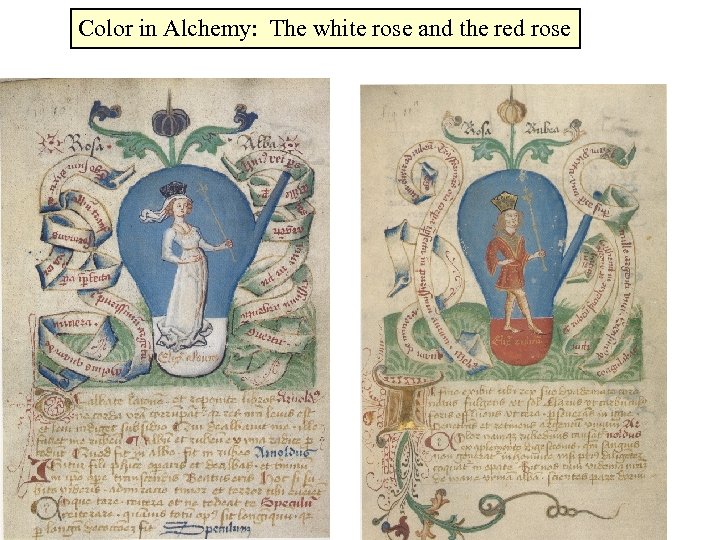 Color in Alchemy: The white rose and the red rose 