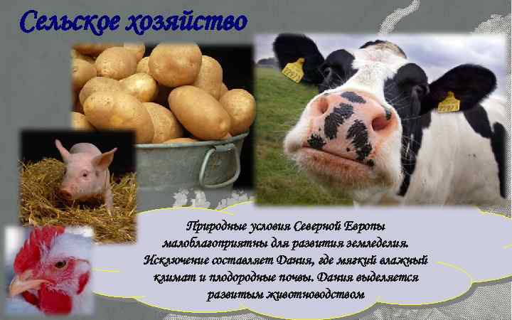 Сельское хозяйство Природные условия Северной Европы малоблагоприятны для развития земледелия. Исключение составляет Дания, где