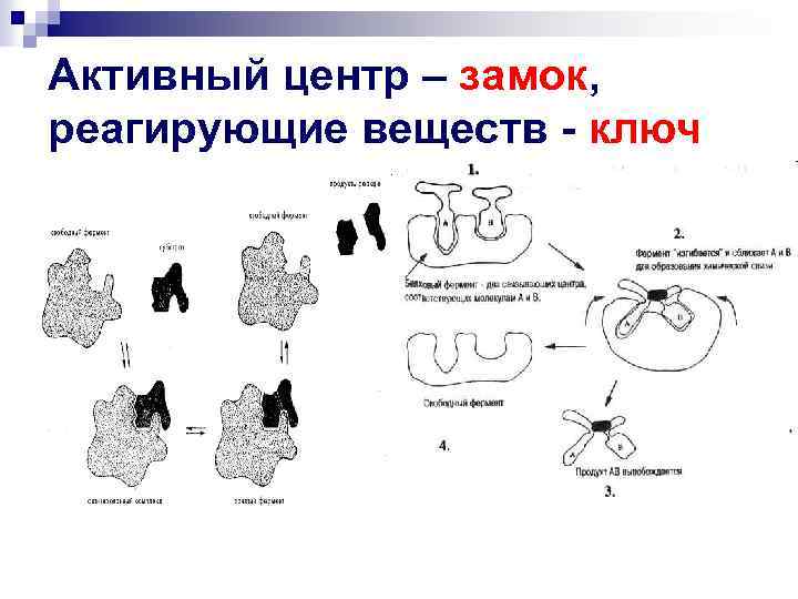 Активный центр – замок, реагирующие веществ - ключ 