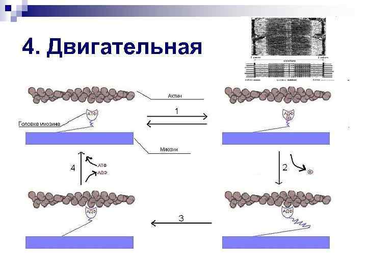 4. Двигательная 