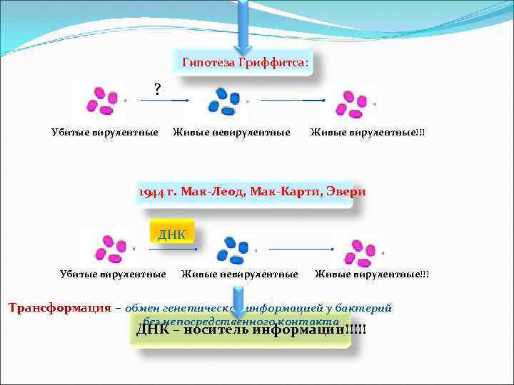 Гипотеза Гриффитса: ? Убитые вирулентные Живые невирулентные Живые вирулентные!!! 1944 г. Мак-Леод, Мак-Карти, Эвери