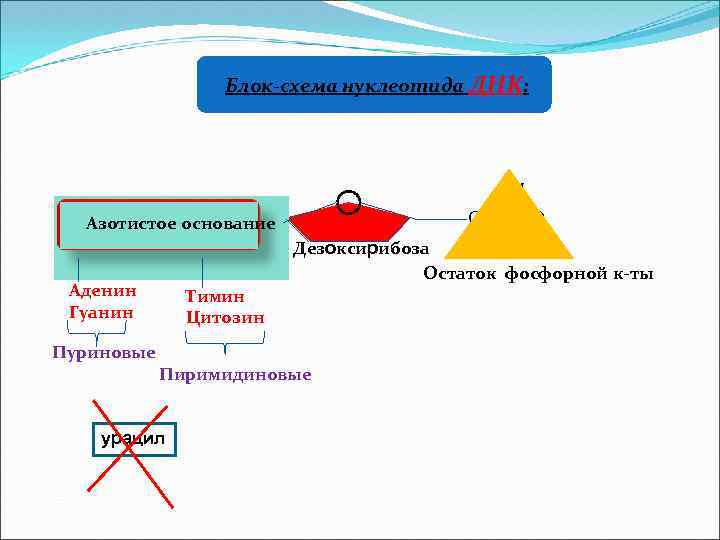 Блок-схема нуклеотида ДНК: ОН О–Р=О Азотистое основание ОН Дезоксирибоза Остаток фосфорной к-ты Аденин Гуанин