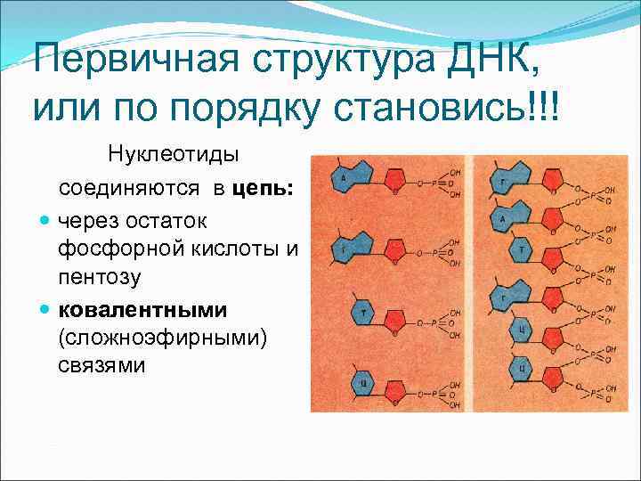 Первичная структура ДНК, или по порядку становись!!! Нуклеотиды соединяются в цепь: через остаток фосфорной