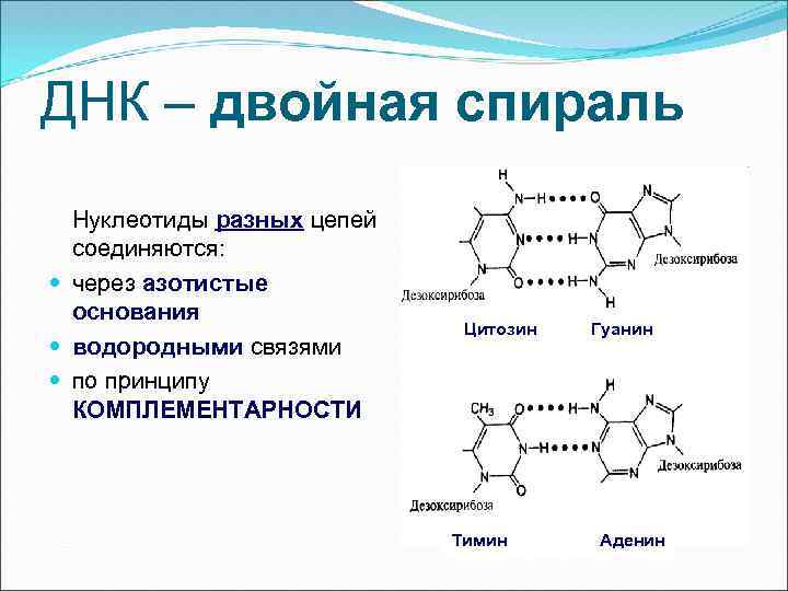 ДНК – двойная спираль Нуклеотиды разных цепей соединяются: через азотистые основания водородными связями по