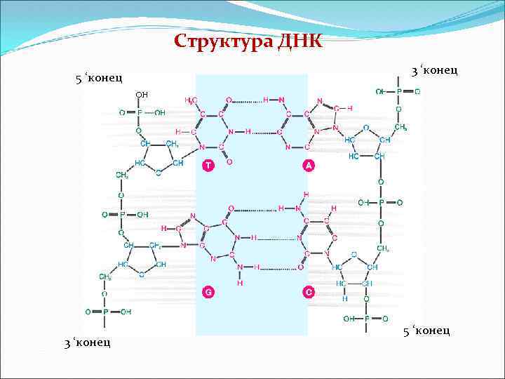 Структура ДНК 3 ‘конец 5 ‘конец ОН 3 ‘конец 5 ‘конец 