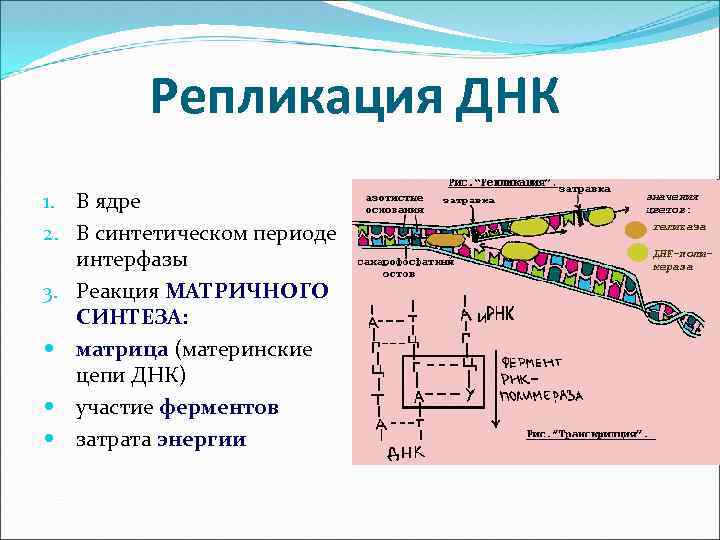 Репликация ДНК 1. В ядре 2. В синтетическом периоде интерфазы 3. Реакция МАТРИЧНОГО СИНТЕЗА: