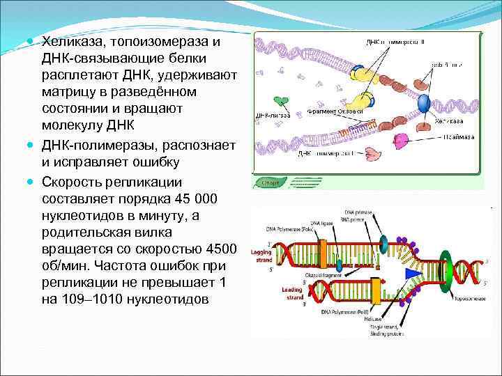  Хеликаза, топоизомераза и ДНК-связывающие белки расплетают ДНК, удерживают матрицу в разведённом состоянии и