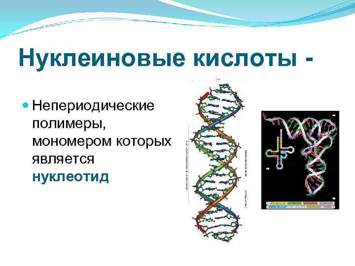 Нуклеиновые кислоты Непериодические полимеры, мономером которых является нуклеотид 