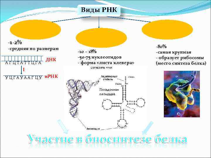 Виды РНК Информационная ( и-РНК) -1 -2% -средняя по размерам АГЦТАТТЦГА ДНК Транспортная (