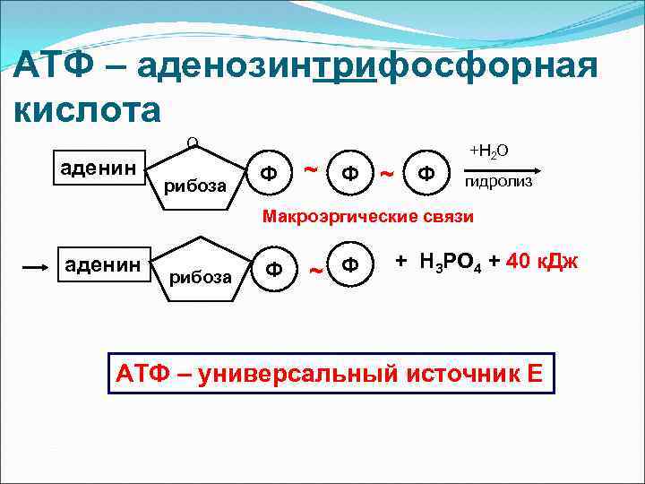 АТФ – аденозинтрифосфорная кислота О аденин рибоза Ф ~ Ф +Н 2 О гидролиз