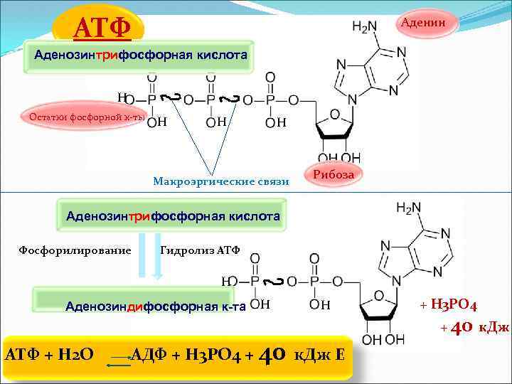 АТФ Аденин Аденозинтрифосфорная кислота Н Остатки фосфорной к-ты Н Н Н Макроэргические связи Рибоза