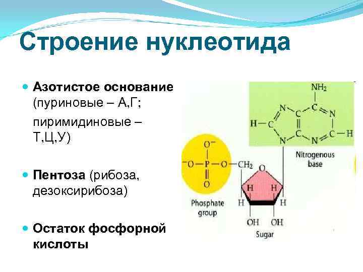 Строение нуклеотида Азотистое основание (пуриновые – А, Г; пиримидиновые – Т, Ц, У) Пентоза