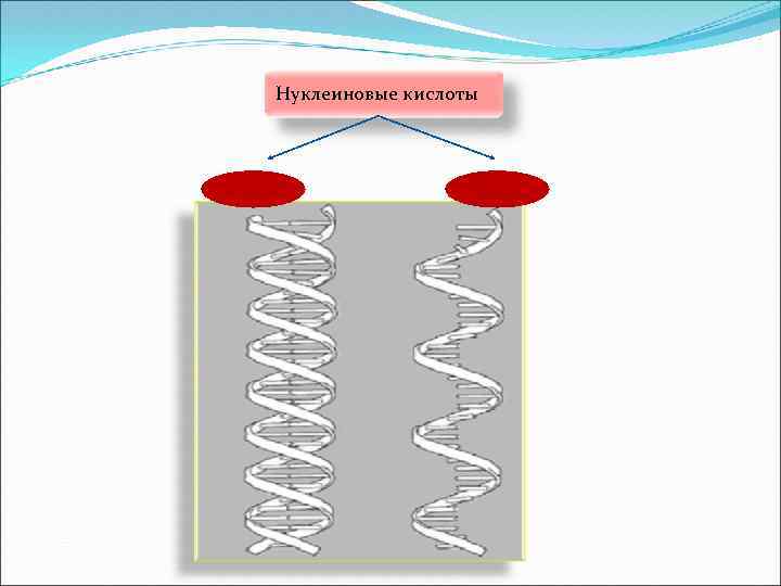 Нуклеиновые кислоты ДНК РНК 