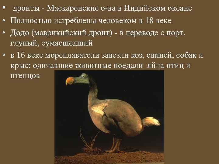  • дронты - Маскаренские о-ва в Индийском океане • Полностью истреблены человеком в