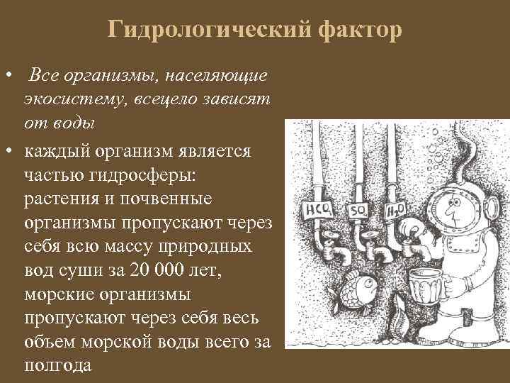 Гидрологический фактор • Все организмы, населяющие экосистему, всецело зависят от воды • каждый организм
