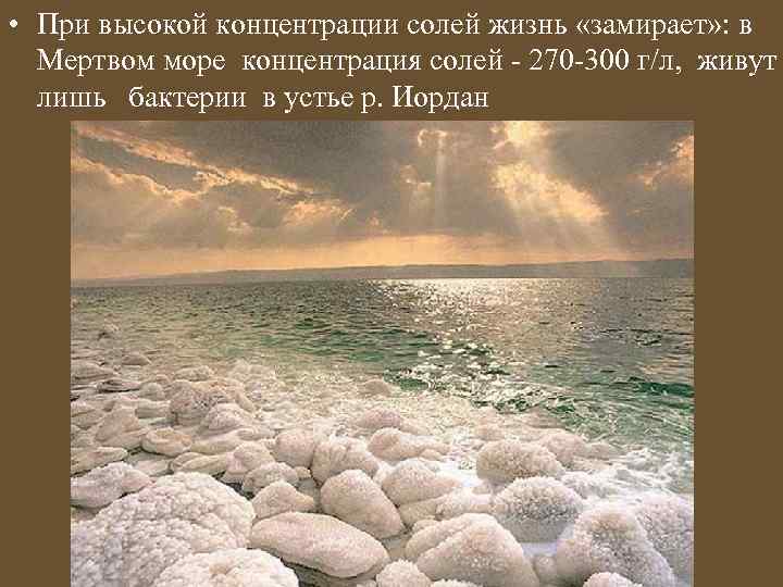  • При высокой концентрации солей жизнь «замирает» : в Мертвом море концентрация солей