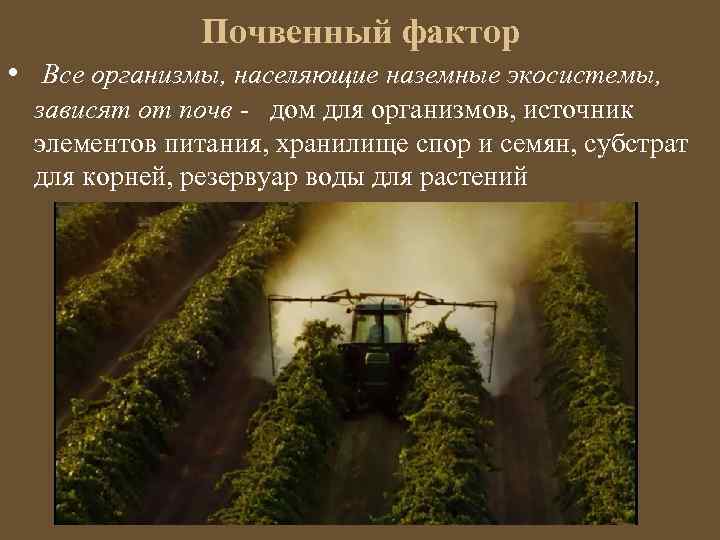 Почвенный фактор • Все организмы, населяющие наземные экосистемы, зависят от почв - дом для