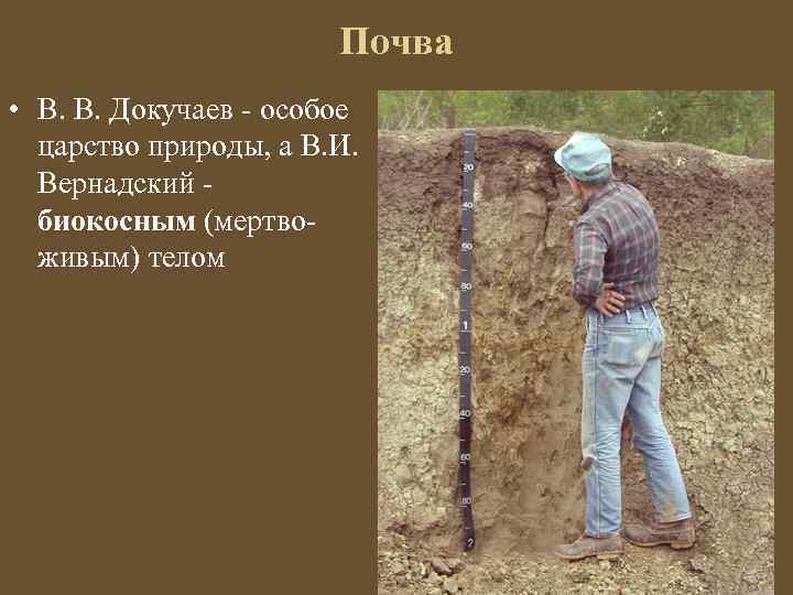 Почва • В. В. Докучаев - особое царство природы, а В. И. Вернадский -