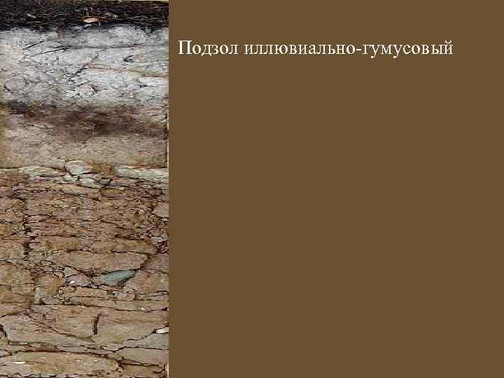 Подзол иллювиально-гумусовый 