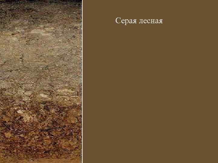 Серая лесная 