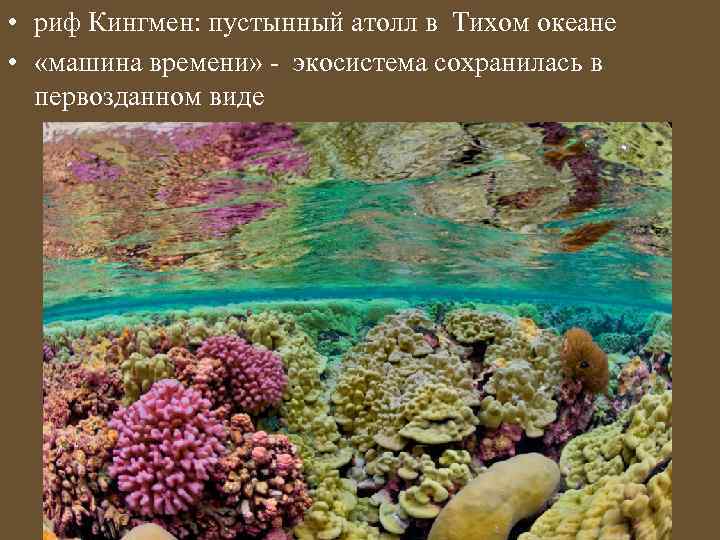  • риф Кингмен: пустынный атолл в Тихом океане • «машина времени» - экосистема