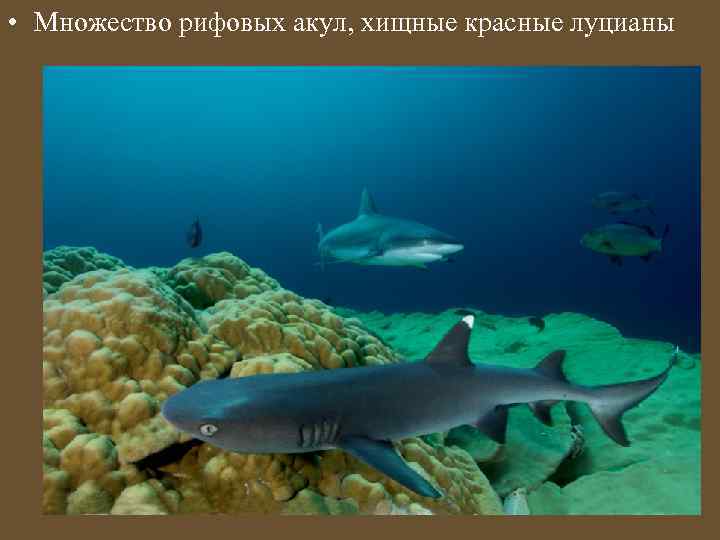  • Множество рифовых акул, хищные красные луцианы 