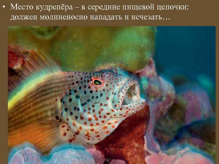  • Место кудрепёра – в середине пищевой цепочки: должен молниеносно нападать и исчезать…