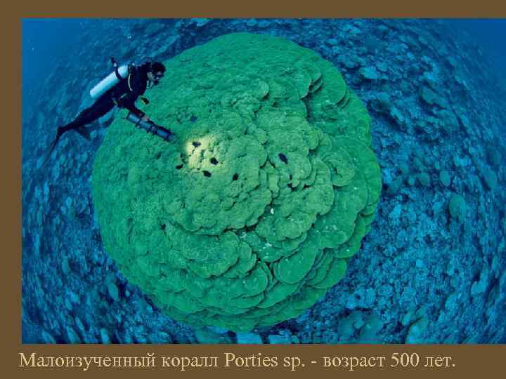 Малоизученный коралл Porties sp. - возраст 500 лет. 