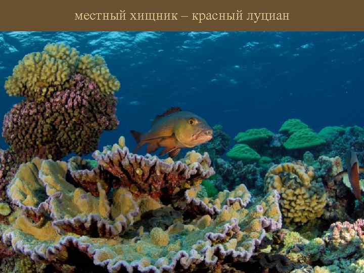 местный хищник – красный луциан 