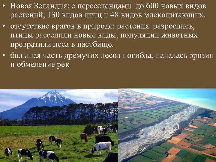  • Новая Зеландия: с переселенцами до 600 новых видов растений, 130 видов птиц