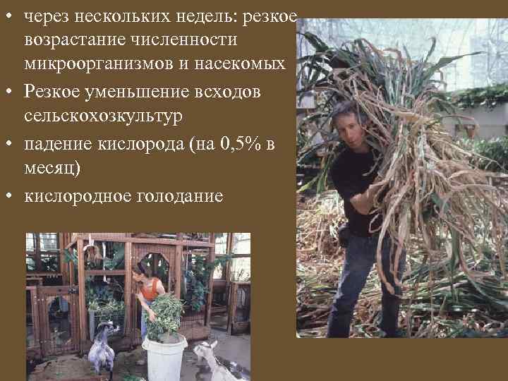  • через нескольких недель: резкое возрастание численности микроорганизмов и насекомых • Резкое уменьшение