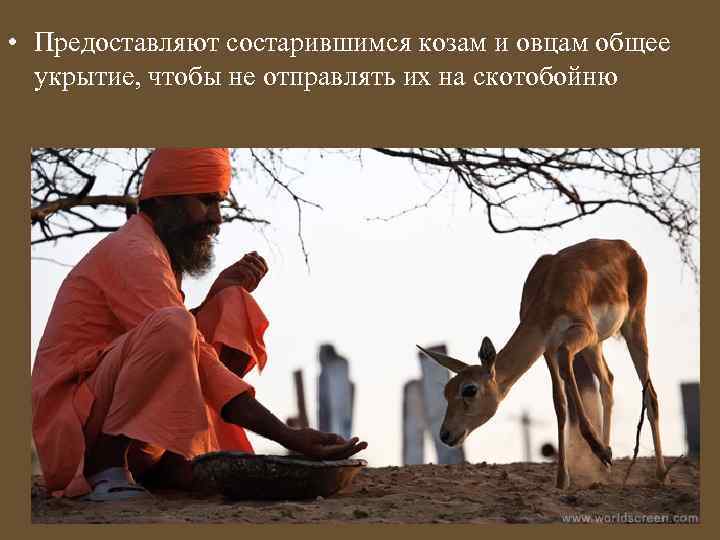  • Предоставляют состарившимся козам и овцам общее укрытие, чтобы не отправлять их на