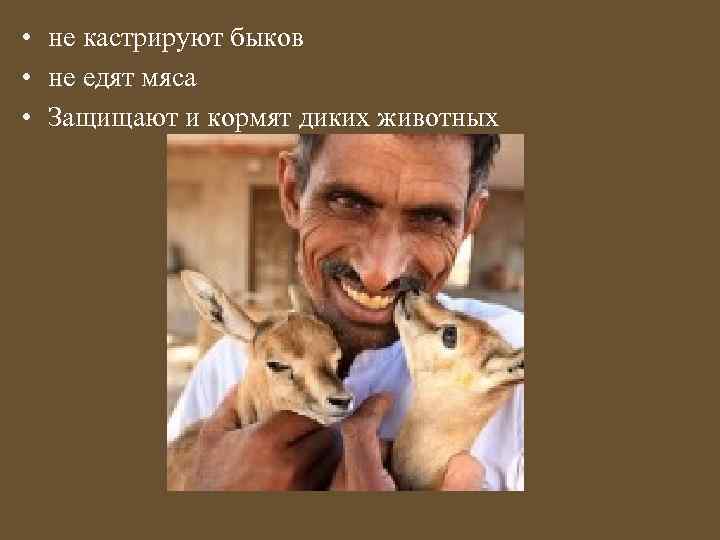  • не кастрируют быков • не едят мяса • Защищают и кормят диких