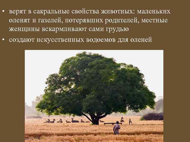  • верят в сакральные свойства животных: маленьких оленят и газелей, потерявших родителей, местные