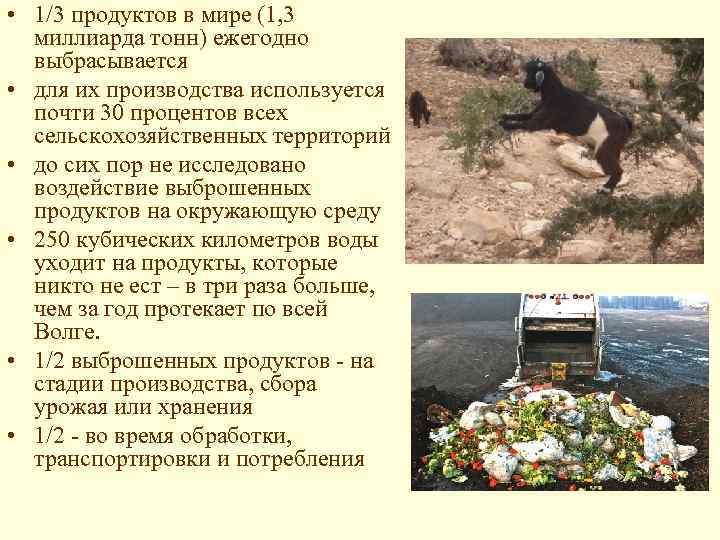  • 1/3 продуктов в мире (1, 3 миллиарда тонн) ежегодно выбрасывается • для