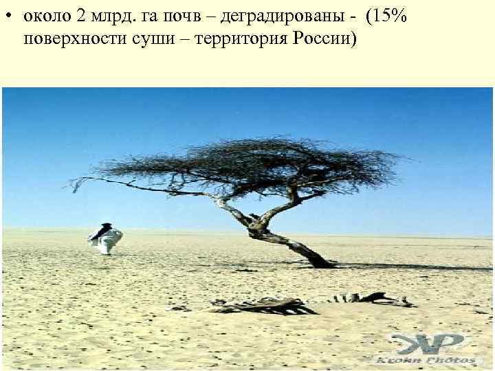  • около 2 млрд. га почв – деградированы - (15% поверхности суши –