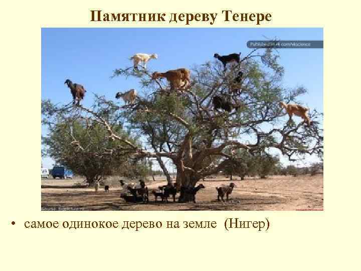 Памятник дереву Тенере • самое одинокое дерево на земле (Нигер) 