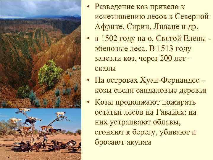  • Разведение коз привело к исчезновению лесов в Северной Африке, Сирии, Ливане и