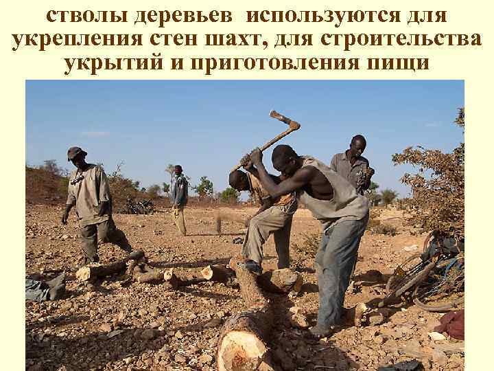 стволы деревьев используются для укрепления стен шахт, для строительства укрытий и приготовления пищи 