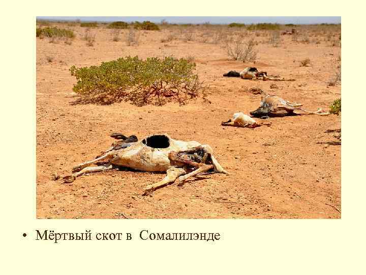  • Мёртвый скот в Сомалилэнде 