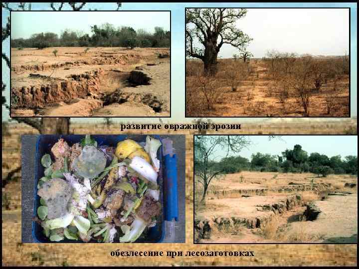 развитие овражной эрозии обезлесение при лесозаготовках 