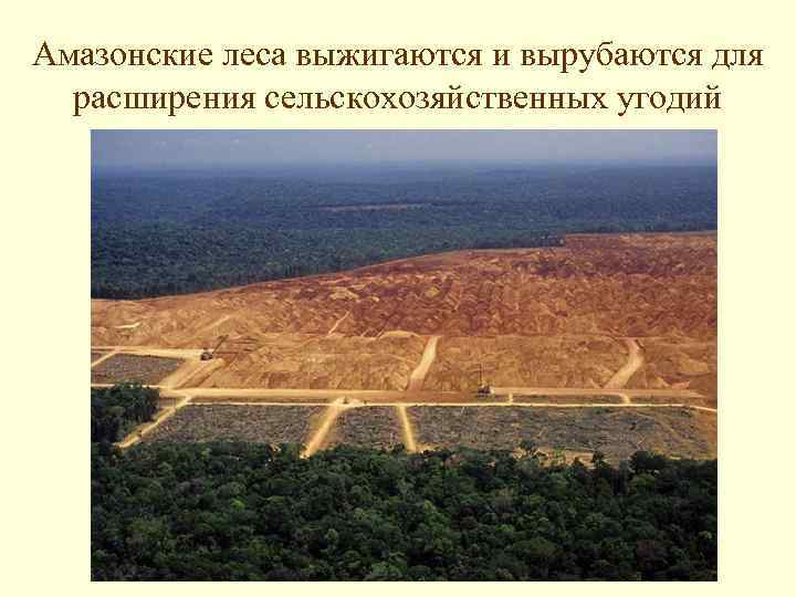 Амазонские леса выжигаются и вырубаются для расширения сельскохозяйственных угодий 
